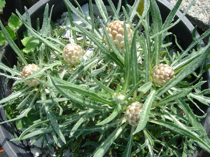 Rhaponticum coniferum en fleurs dans une garrigue ensoleillée du bassin méditerranéen